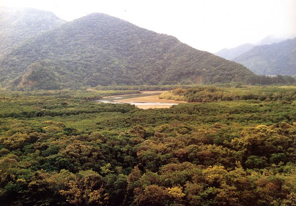 日本の島再発見_鹿児島県_奄美群島_奄美大島_マングローブの原生林