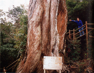 日本の島再発見_鹿児島県_屋久島_弥生杉(世界遺産)と小鉄