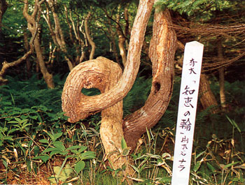 日本の島再発見_北海道_焼尻島_ナラの木