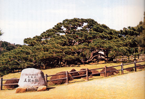 日本の島再発見_沖縄県_久米島_五枝の松