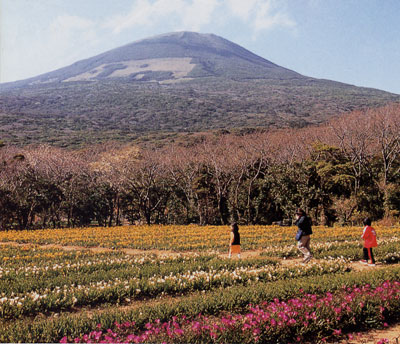 日本の島再発見_東京都_伊豆諸島_八丈島_八丈冨士とフリージア畑