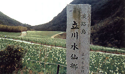 日本の島再発見_兵庫県_淡路島_立川水仙郷