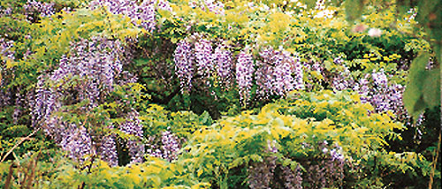 日本の島再発見_新潟県_佐渡島_新穂村のフジの花