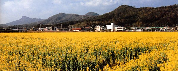 熊本県_天草諸島_天草上島下島_天草の菜の花畑