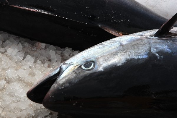 64島目サンピエトロ島_マグロ祭り
