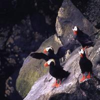 38島目　　　　　　　　　　　　　アメリカ合衆国・アラスカ州　　　　　　　セントポール島