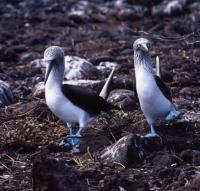 35島目　　　　　　　　　　　　　　エクアドル共和国　ガラパゴス諸島=Ⅱ　　　　　　　　ガラパゴス旅行記