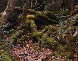 日本の島再発見_鹿児島県_木の幹に宿る苔