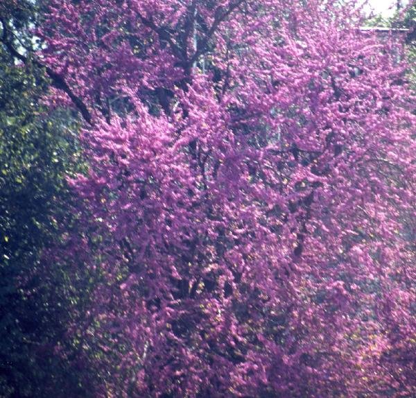 アーモンドの花