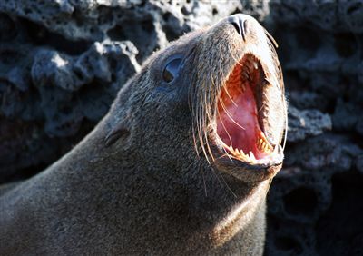 ガラパゴス諸島