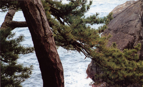 日本の島再発見_宮城県_大島_竜舞崎の黒松