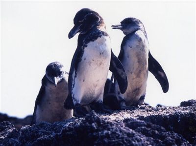 ガラパゴス諸島