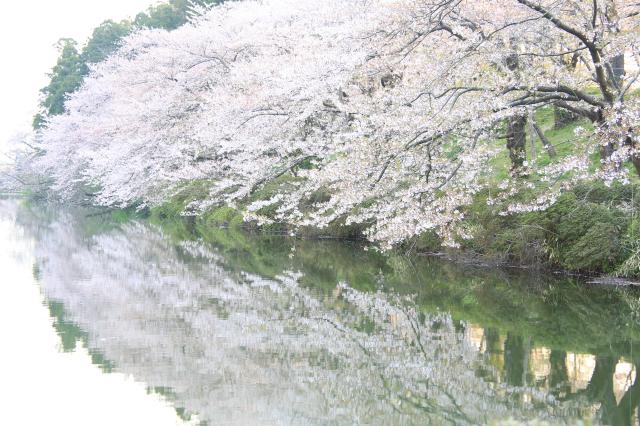 2014年春　桜