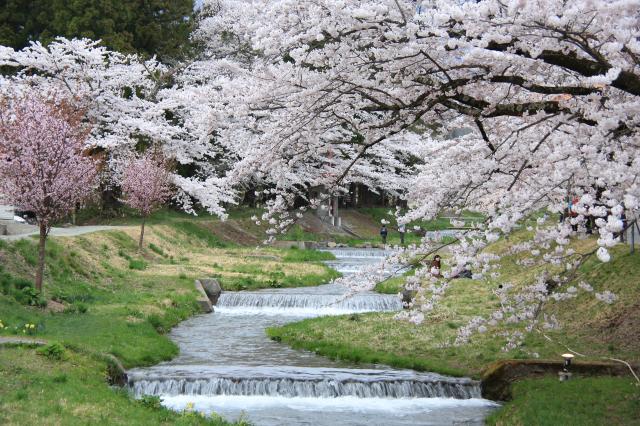 2014年春　桜と小川