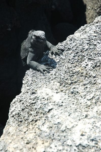 ガラパゴス諸島=Ⅱ