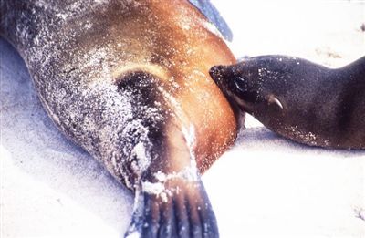 ガラパゴス諸島