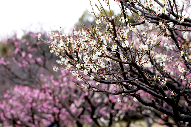 梅の花