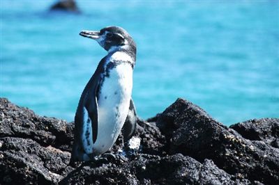 ガラパゴス諸島=Ⅱ