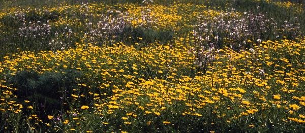 デイジーの花