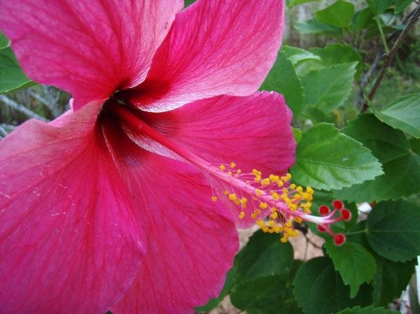 セイシェル共和国　プララン島_花 