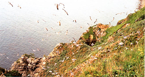 日本の島再発見_北海道_天売島_数十万羽が住みついている「赤岩」