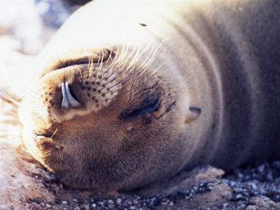 ガラパゴス諸島