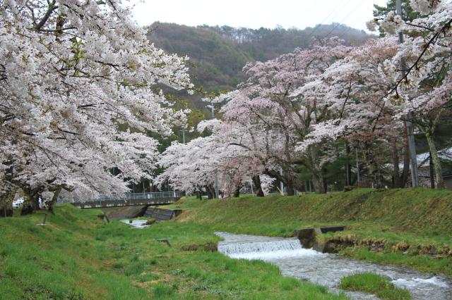 2014年春　桜と小川