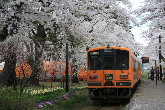 2014年春　桜と電車