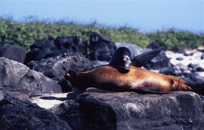 ガラパゴス諸島=Ⅱ