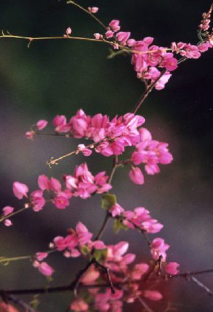 ニュー･プロビデンス島の花