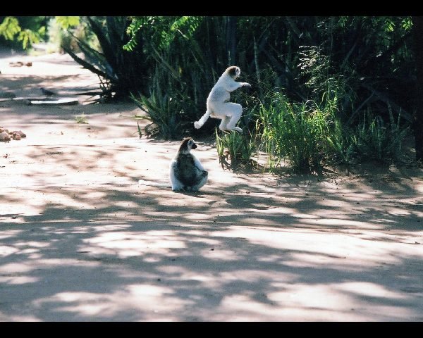 マダガスカル島