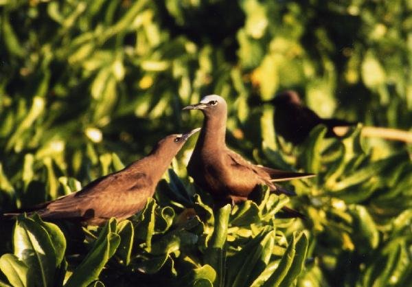 セイシェル共和国　マヘ島　鳥