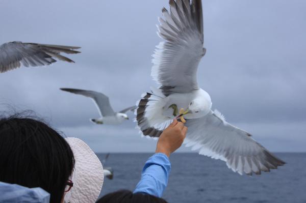 地球の島めぐり_韓国_鬱陵島_ナイスキャッチ