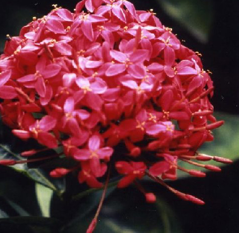 ニュー･プロビデンス島の花