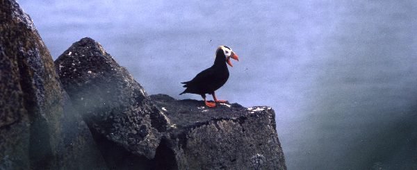 セントポール島