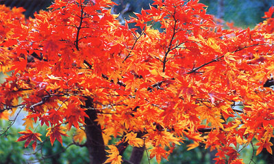 日本の島再発見_香川県_小豆島_小豆島の紅葉