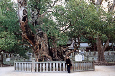 日本の島再発見_愛媛県_越智諸島_大三島_樹齢2600年のクスの木