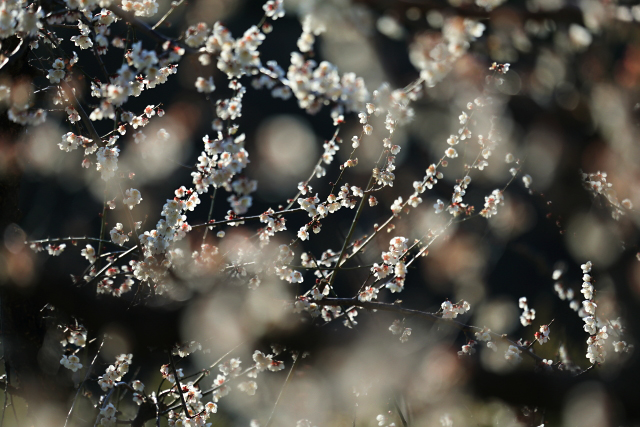 梅の花