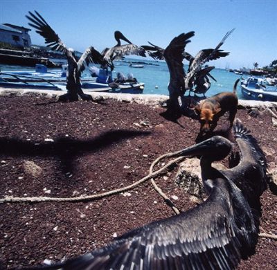 ガラパゴス諸島