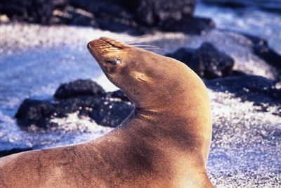 ガラパゴス諸島