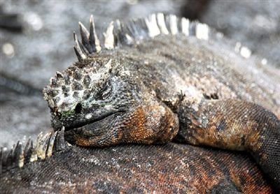 ガラパゴス諸島