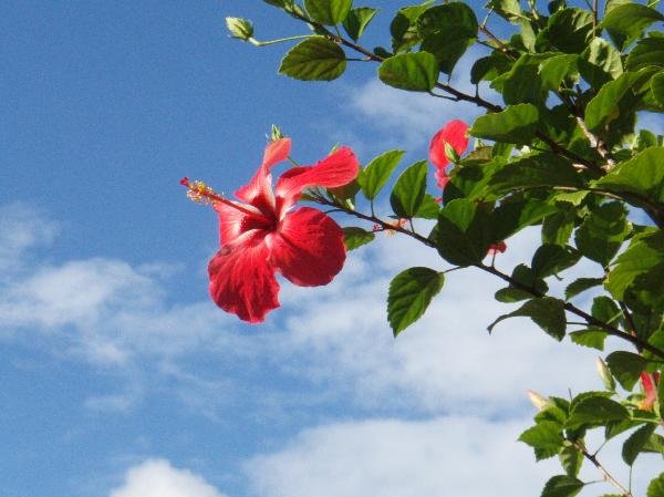 セイシェル共和国　プララン島_花 