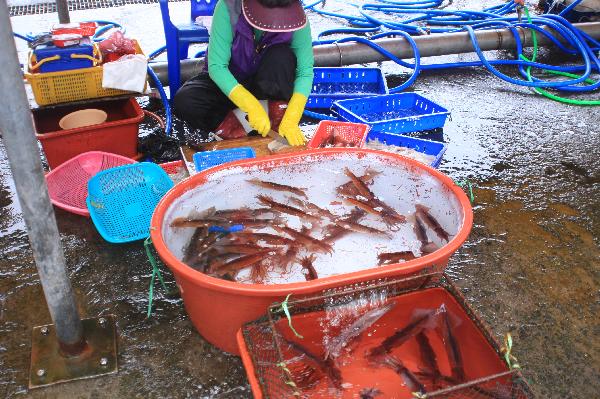 地球の島めぐり_韓国_鬱陵島_活けイカを売る