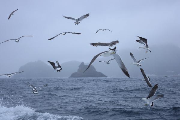 地球の島めぐり_韓国_鬱陵島