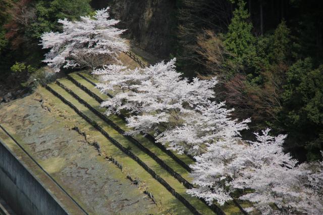 2014年春　水辺の桜