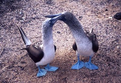 ガラパゴス諸島=Ⅱ