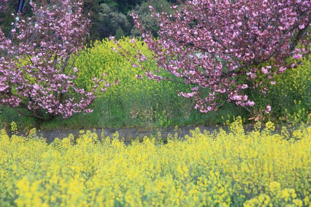 2014年春　桜と菜の花
