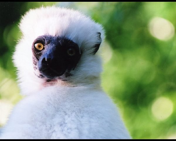 マダガスカル島