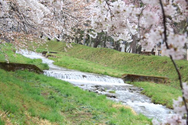 2014年春　桜と小川