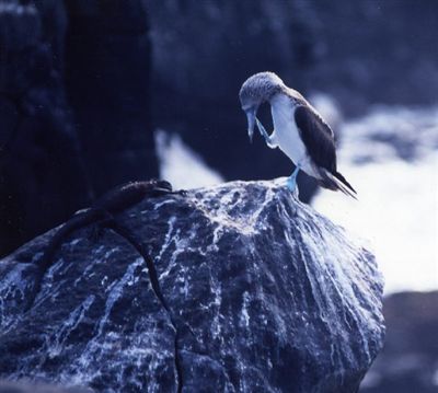 ガラパゴス諸島=Ⅱ